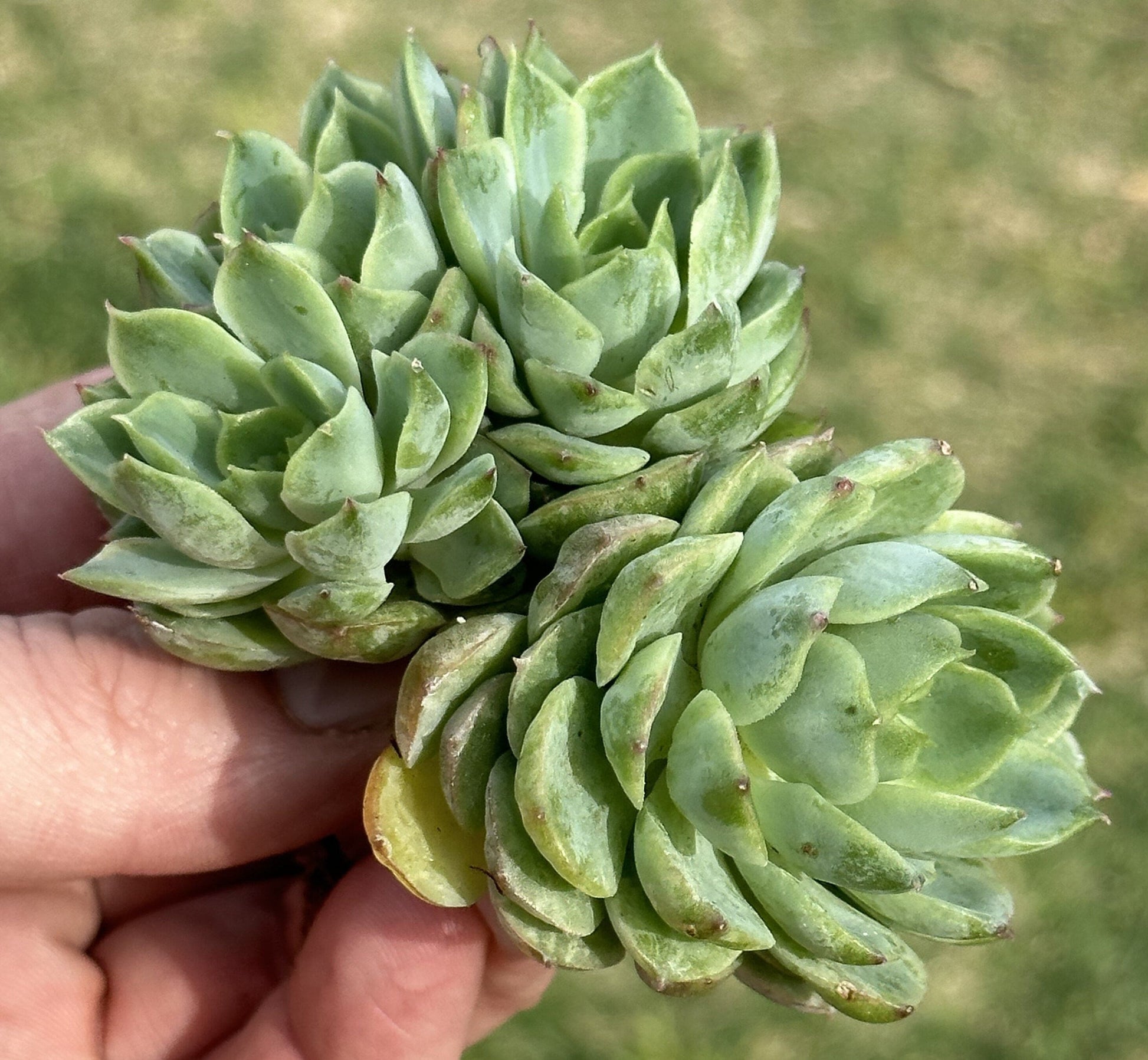 Echeveria Crested Lime n Chile Variegated