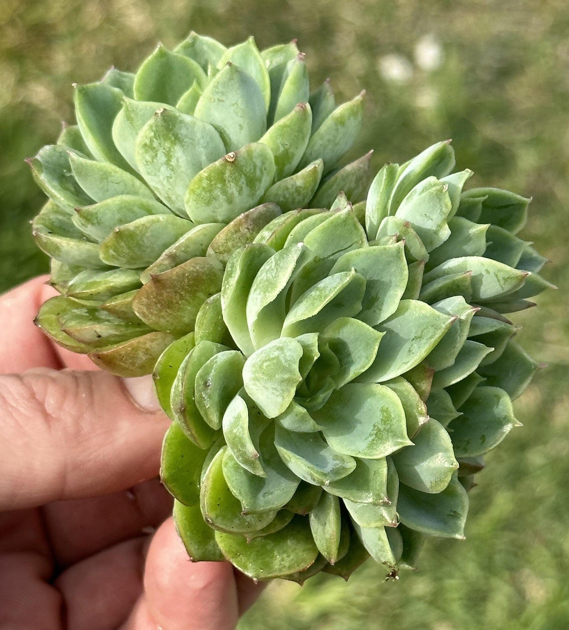 Echeveria Crested Lime n Chile Variegated