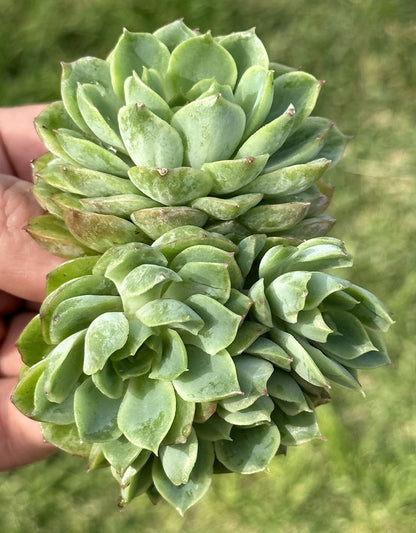 Echeveria Crested Lime n Chile Variegated