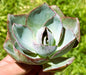 Echeveria 'DaVinci Code' - Single 4A - Succulent - DesertScapeSucculent