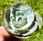 Echeveria 'DaVinci Code' - Single 4B - Succulent - DesertScapeSucculent