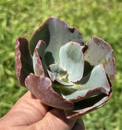 Echeveria "Etna" Rare Succulent