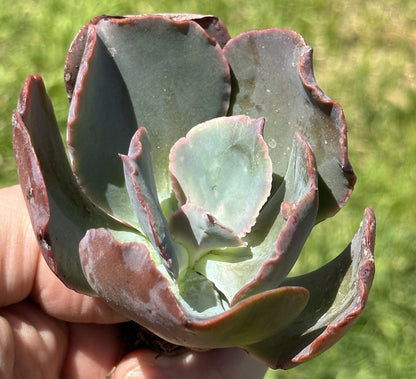 Echeveria "Etna" Rare Succulent