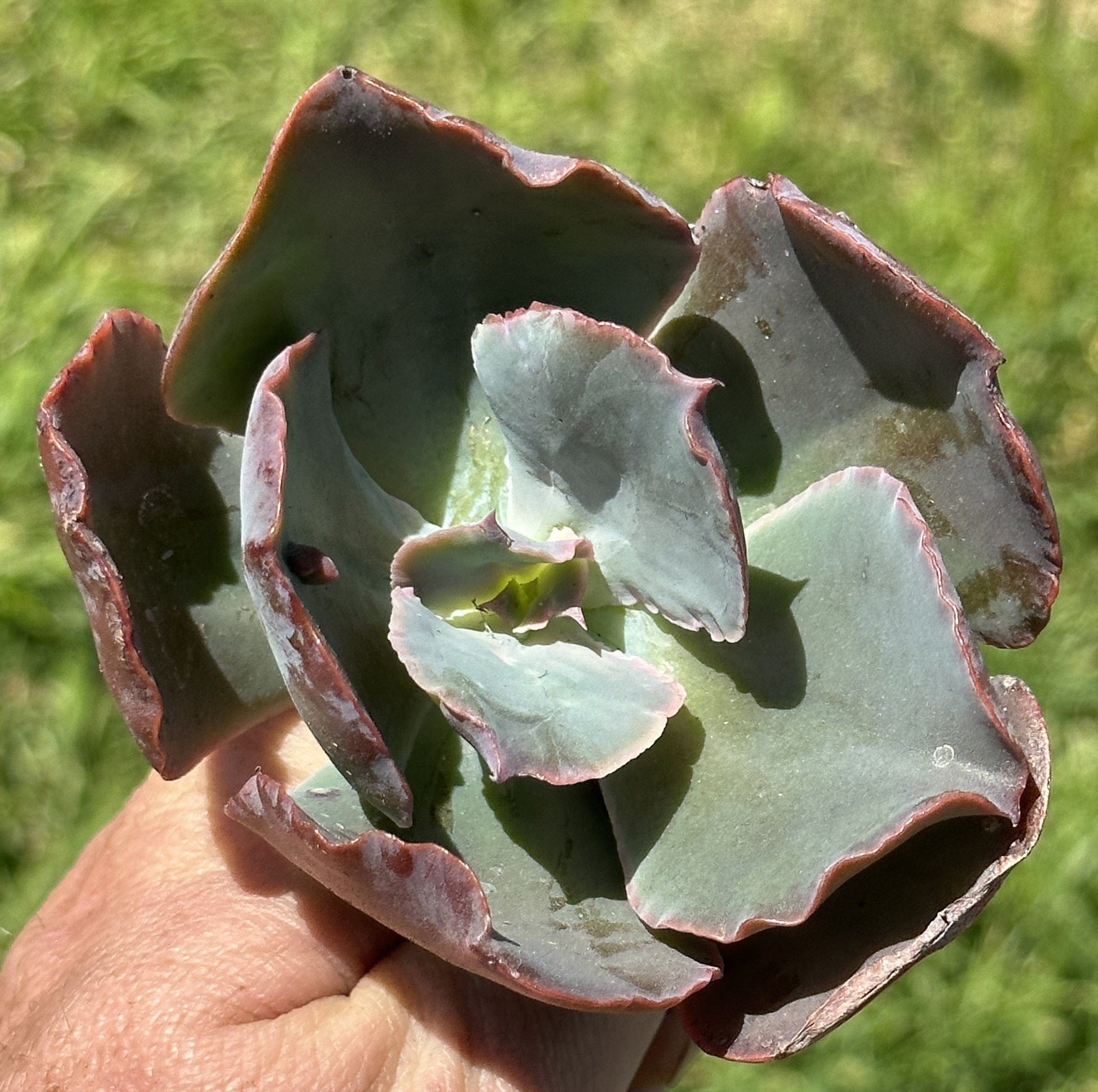 Echeveria "Etna" Rare Succulent