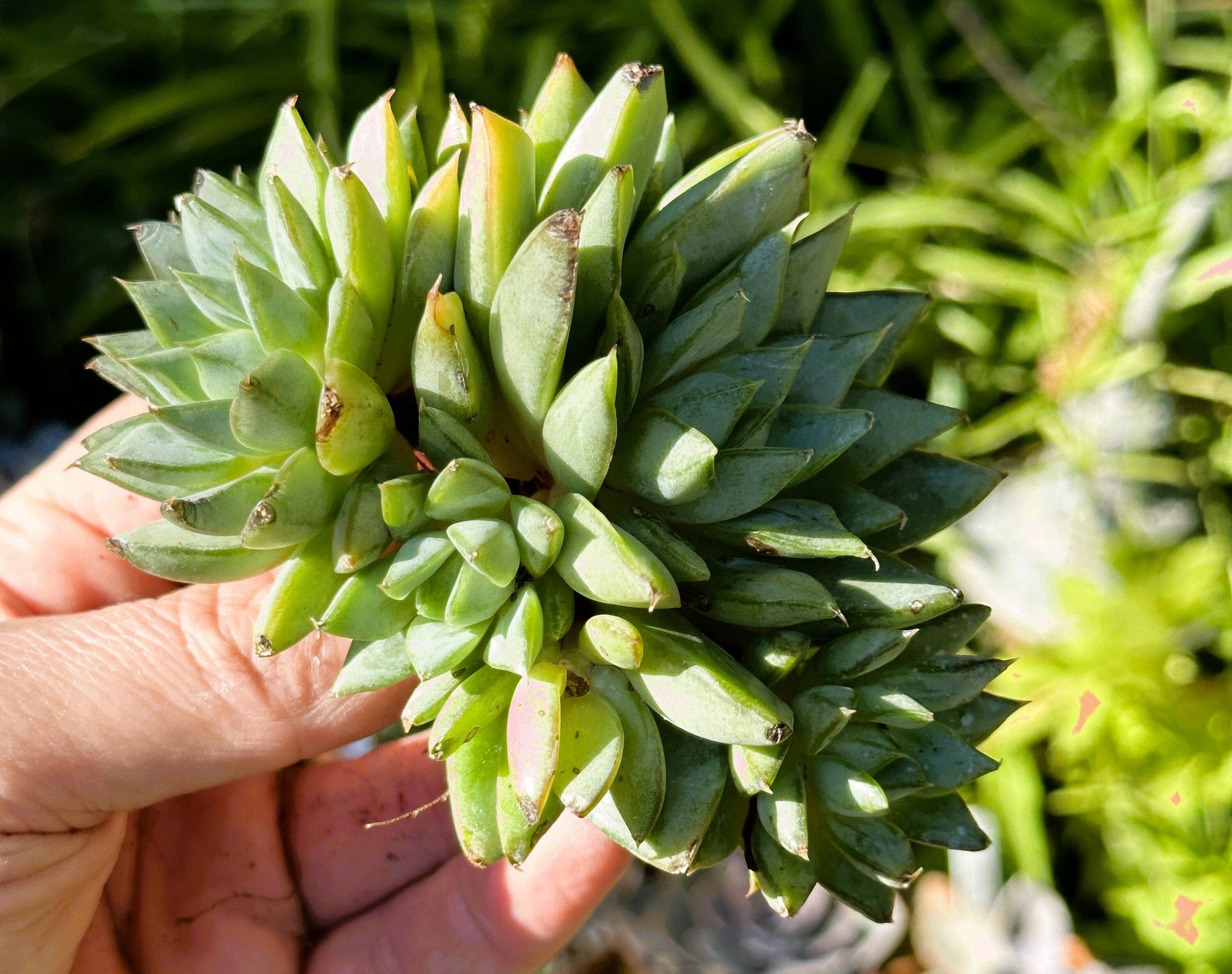 Echeveria Green Gilva Cluster