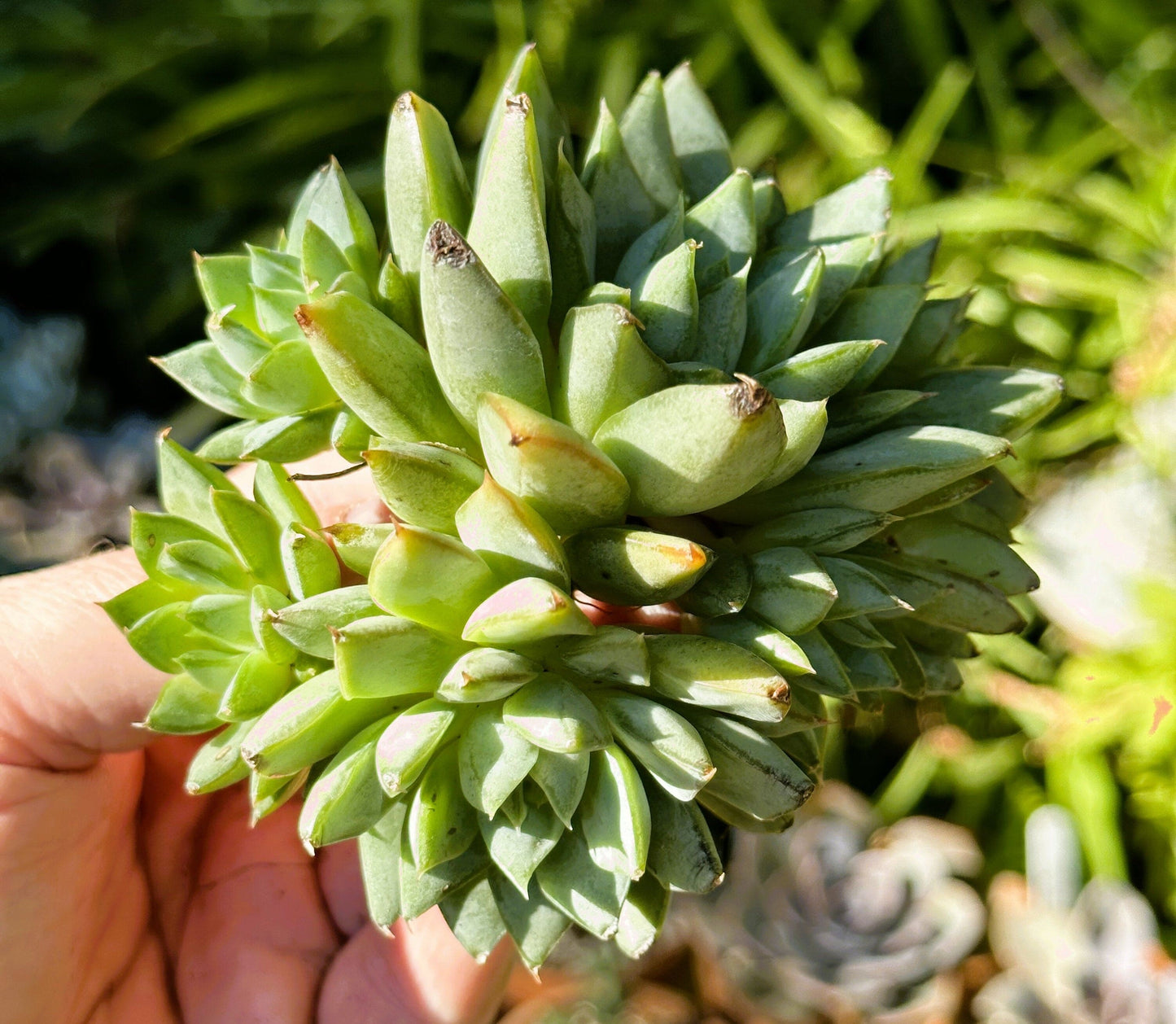 Echeveria Green Gilva Cluster