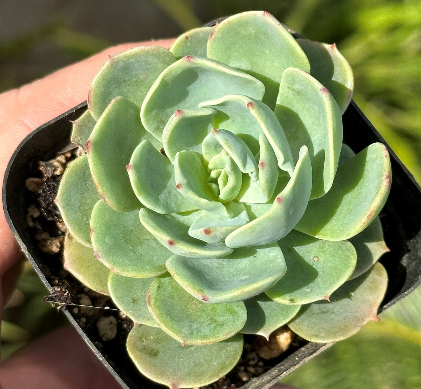 Echeveria Lime n Chile Variegated