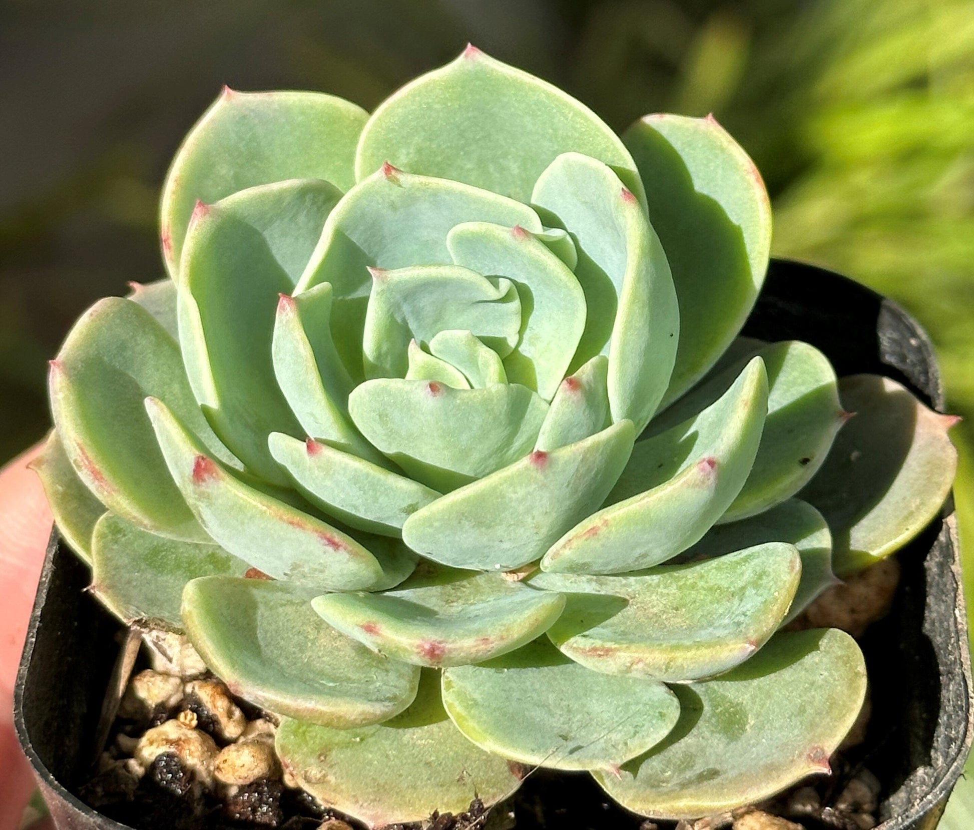 Echeveria Lime n Chile Variegated