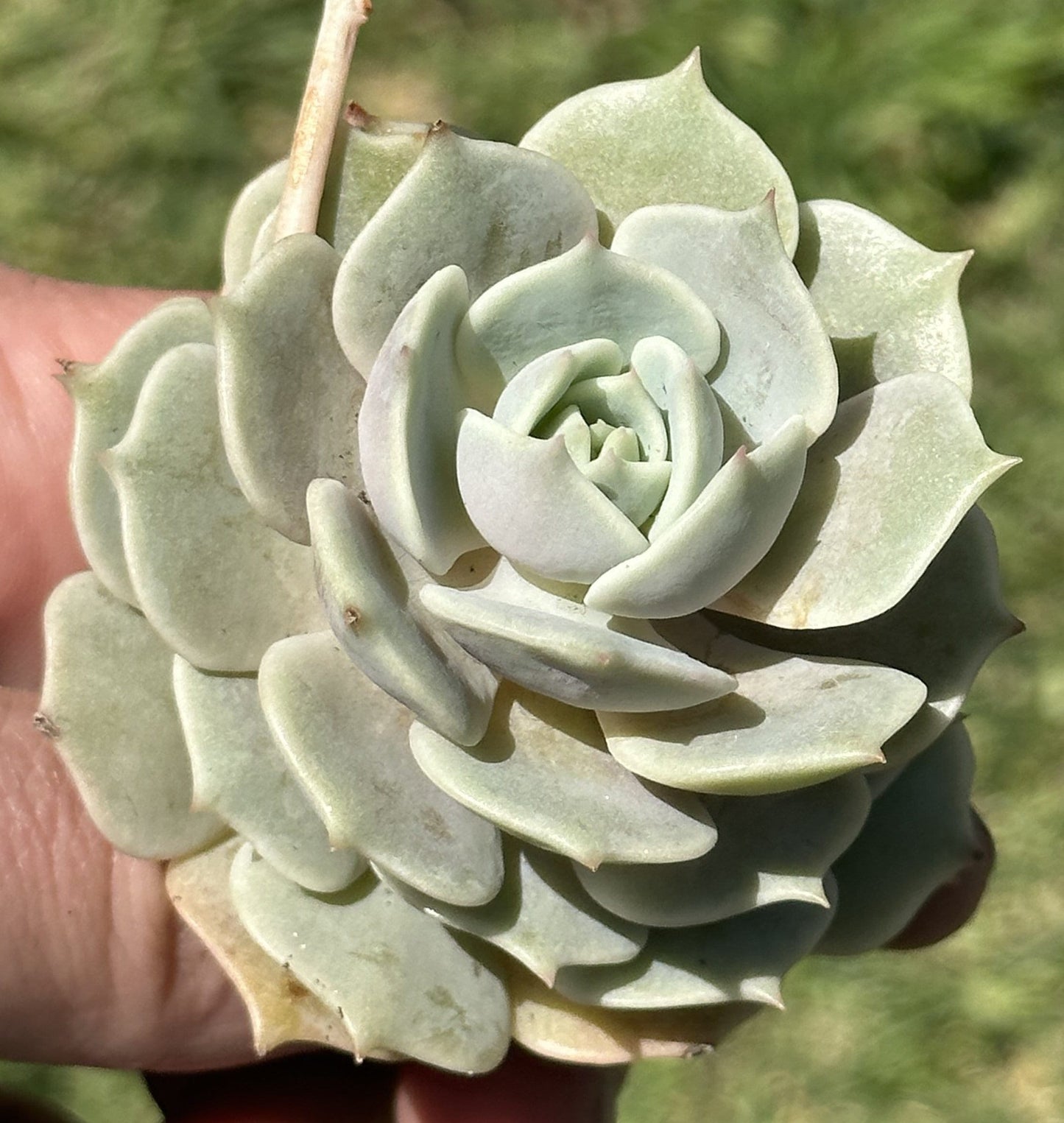 Echeveria Lola Rare Succulent