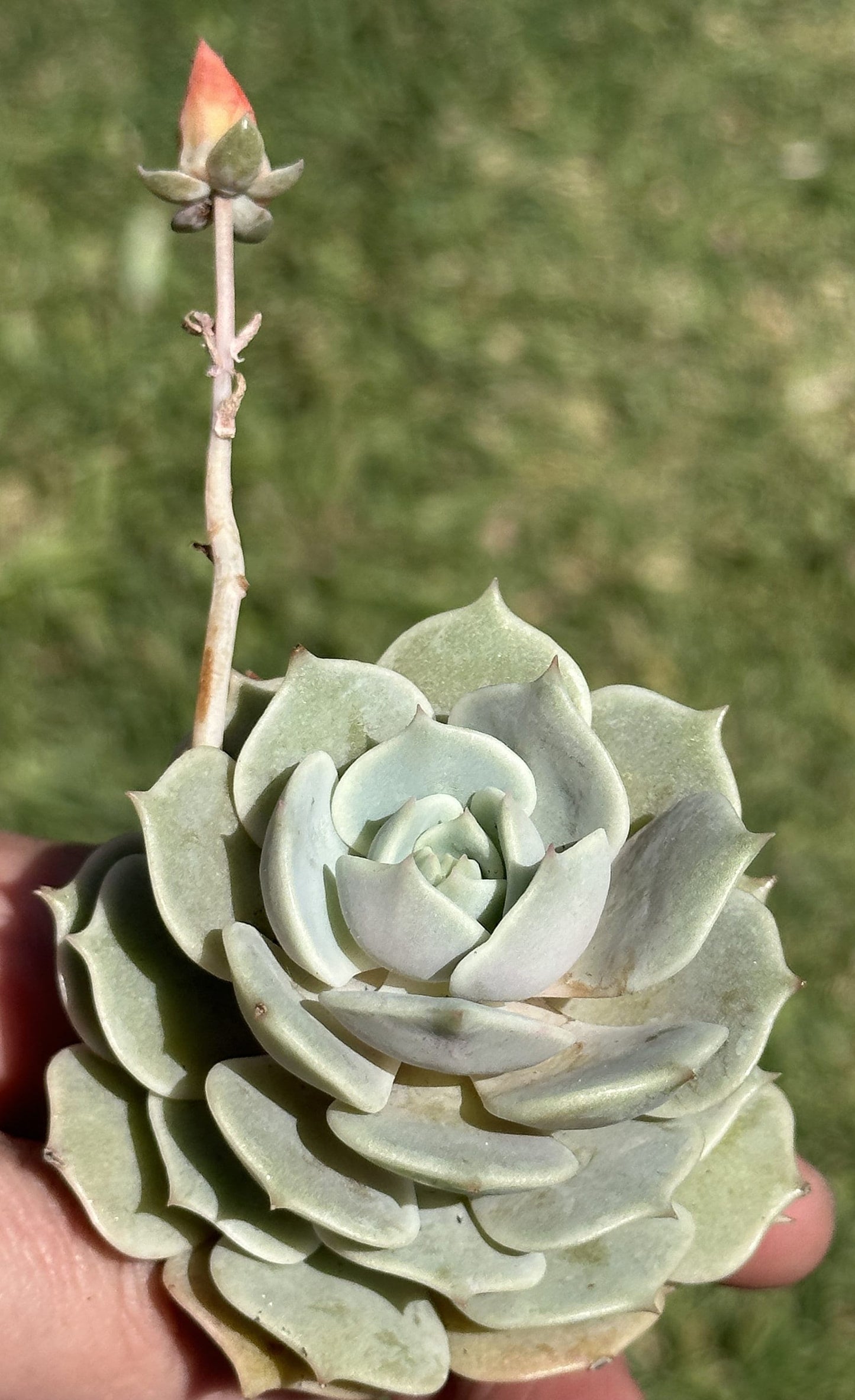 Echeveria Lola Rare Succulent