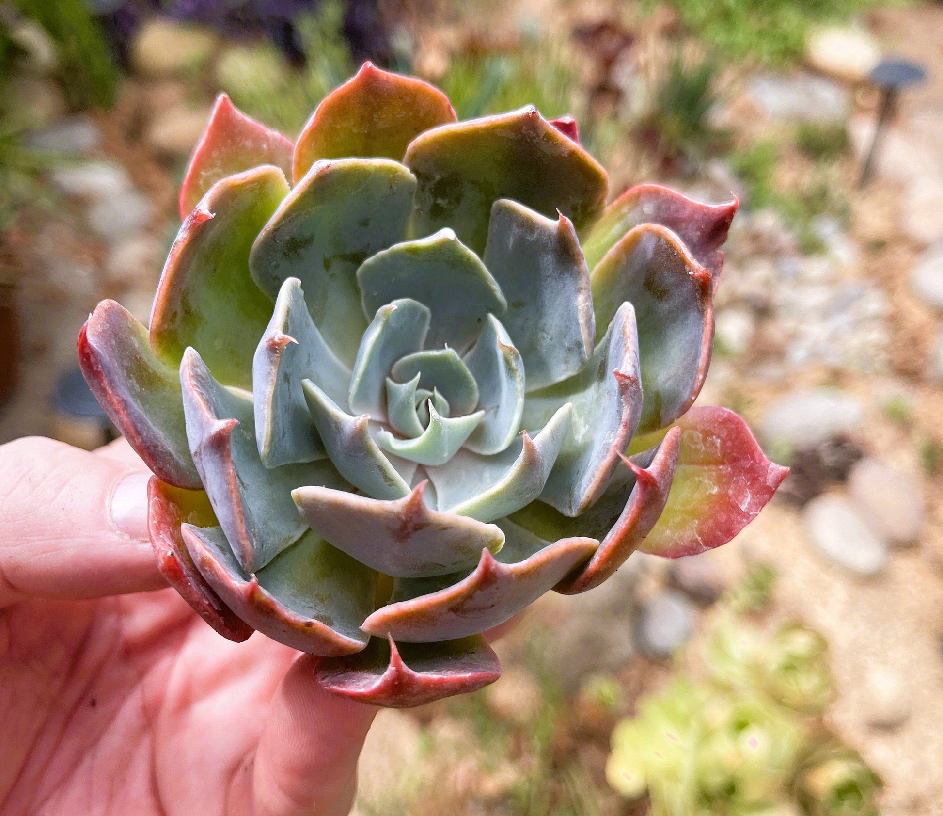 Echeveria Princess Blue