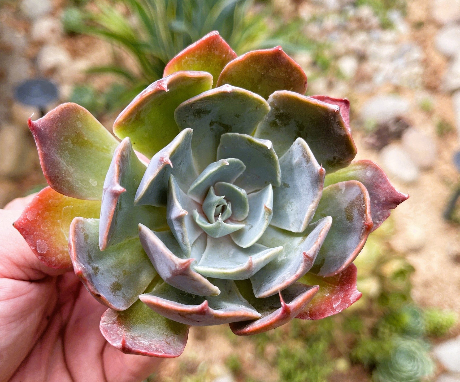 Echeveria Princess Blue