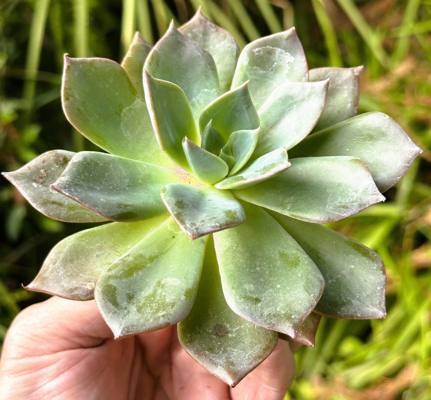 Echeveria Princess Blue