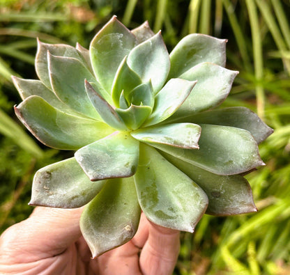 Echeveria Princess Blue