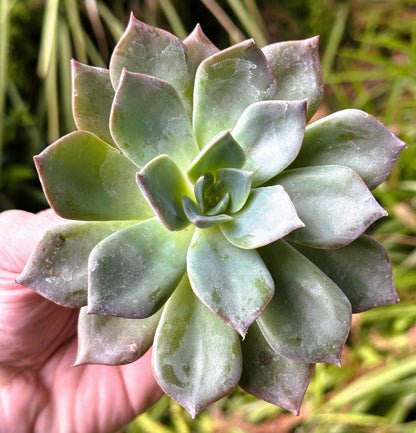 Echeveria Princess Blue