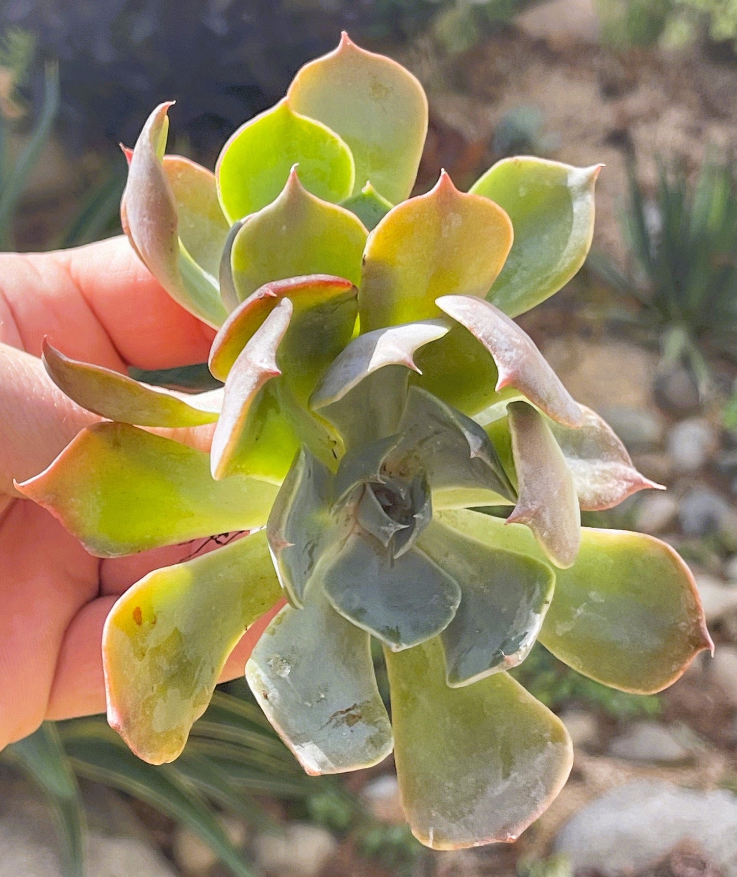 Echeveria Princess Blue