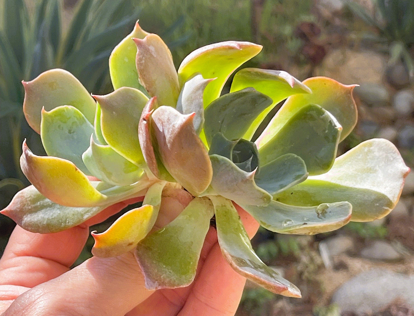 Echeveria Princess Blue