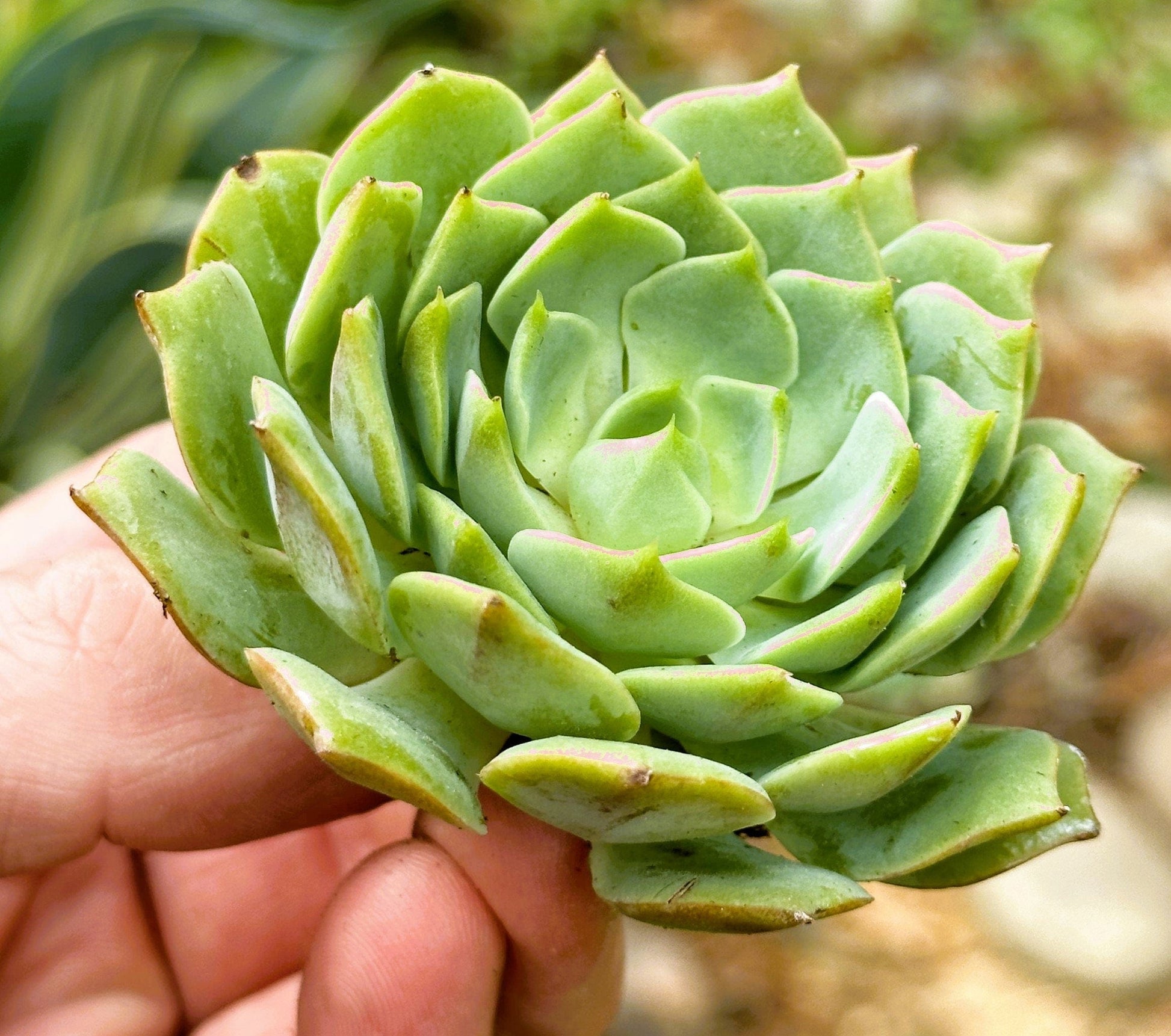 DesertScapeSucculent Succulent 4" Assorted Single Echeveria 'Ramillette'