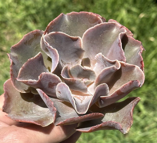 Echeveria "Violacina"