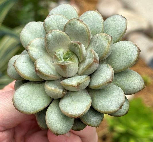 Graptoveria Amethorium Rare Succulent