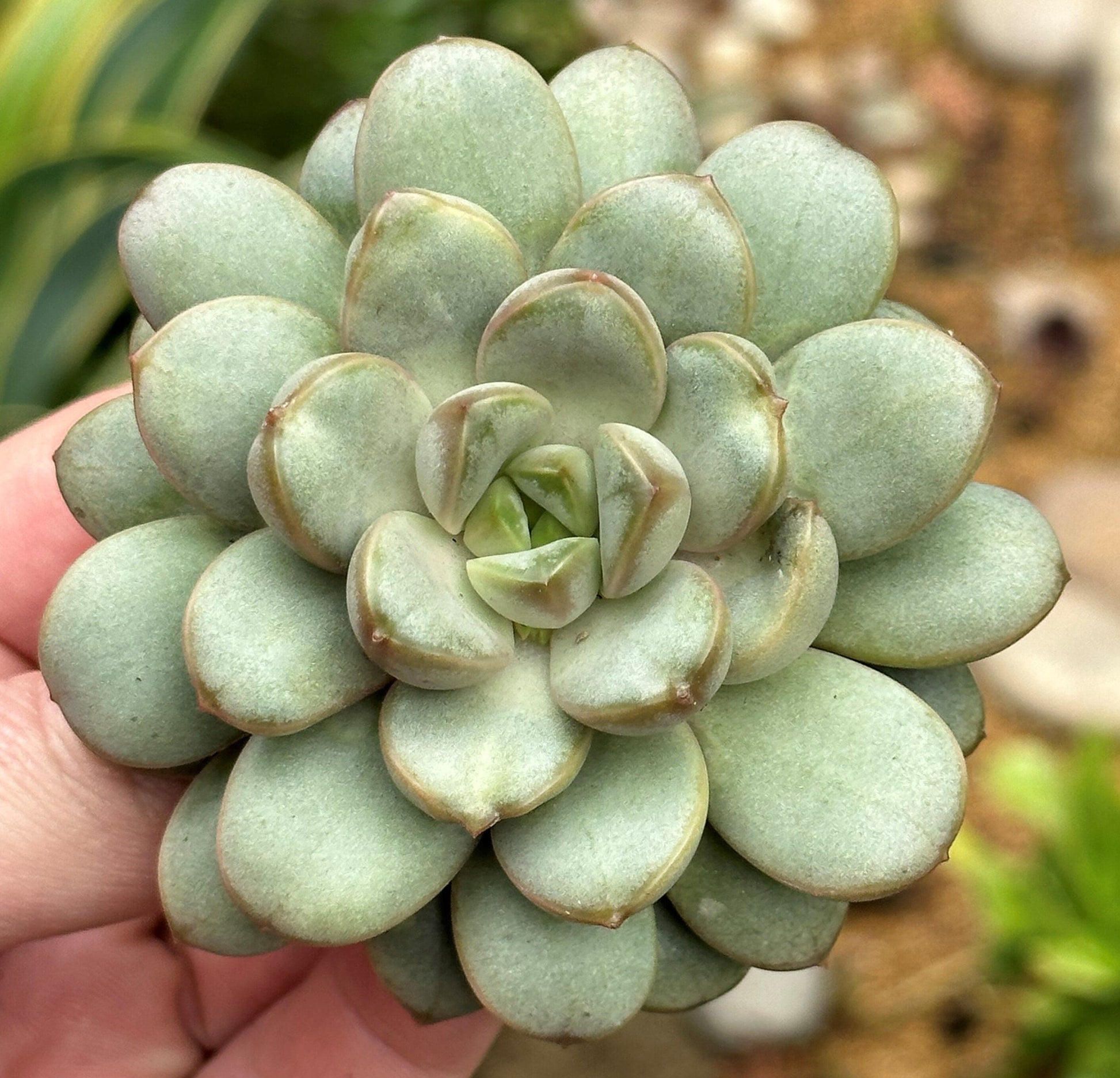 Graptoveria Amethorium Rare Succulent