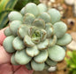 Graptoveria 'Amethorium' - 4 Inch Assorted - Succulent - DesertScapeSucculent