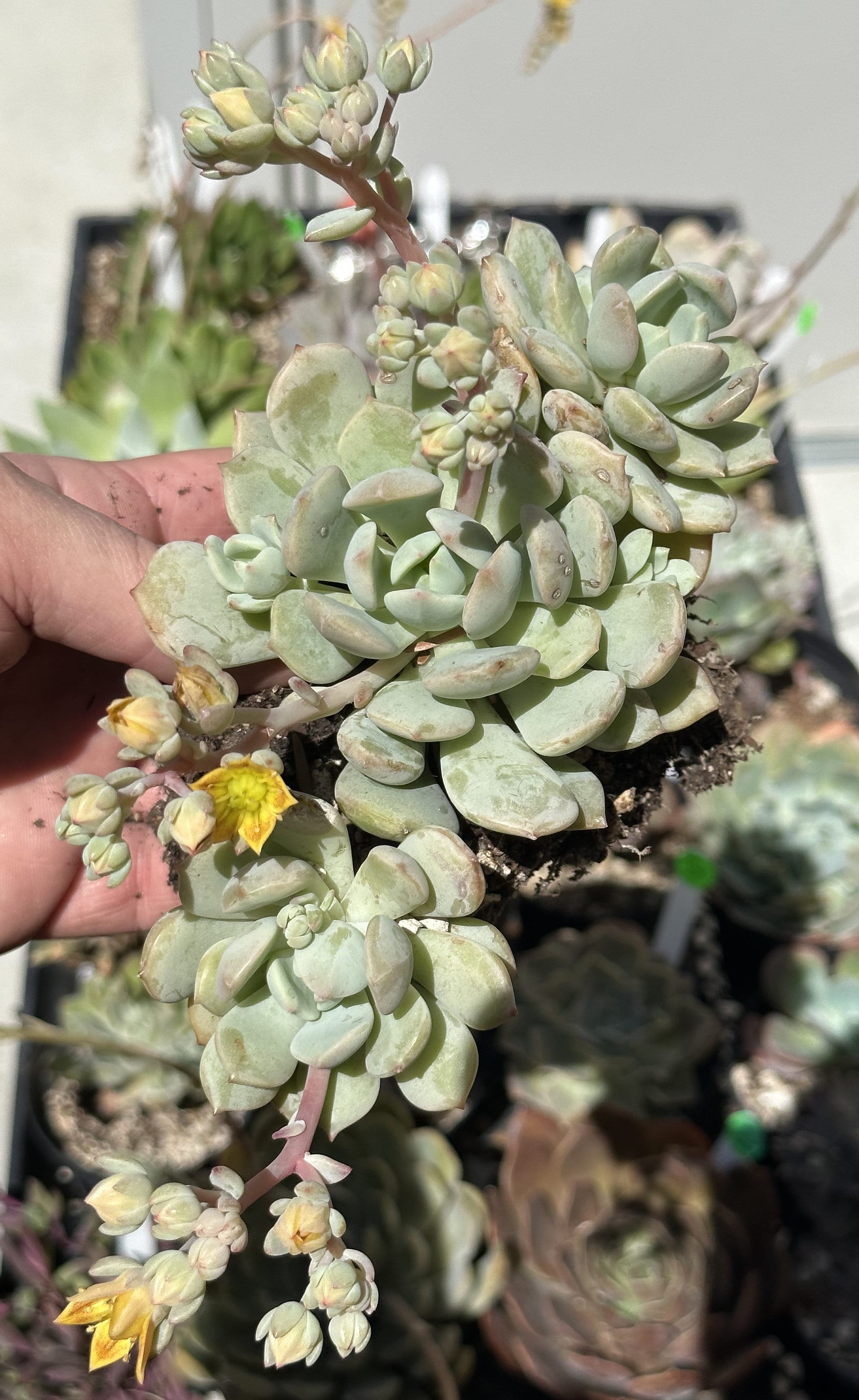 Graptoveria Moonglow Clusters