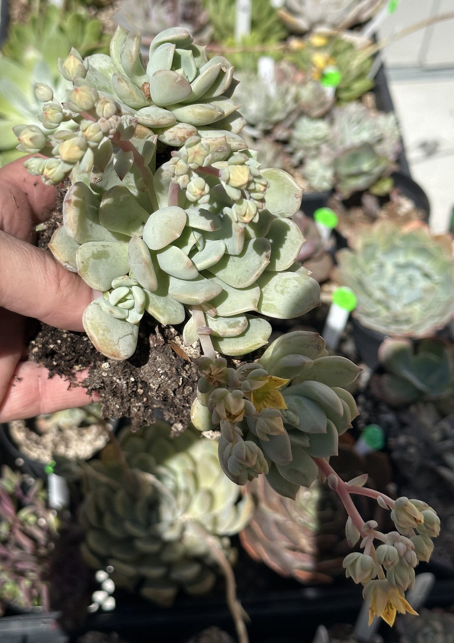 Graptoveria Moonglow Clusters