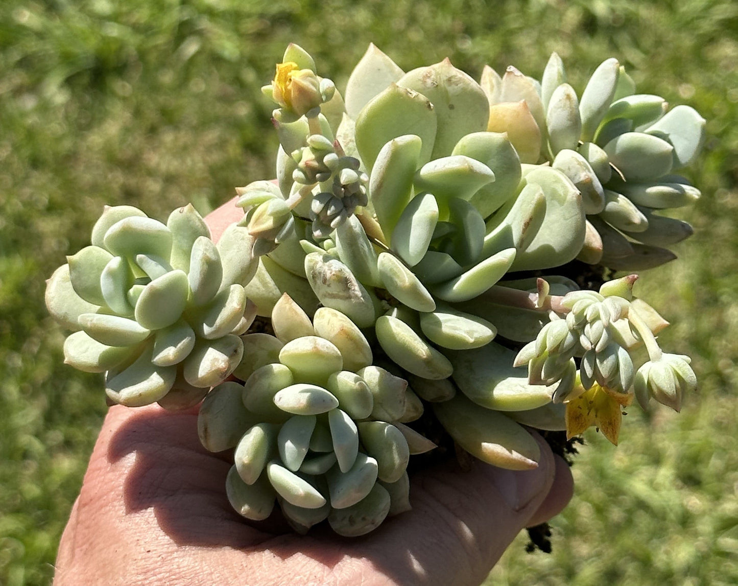 Graptoveria Moonglow Clusters