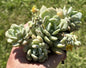 Graptoveria 'Moonglow' Clusters - 4 Inch Assorted - Succulent - DesertScapeSucculent