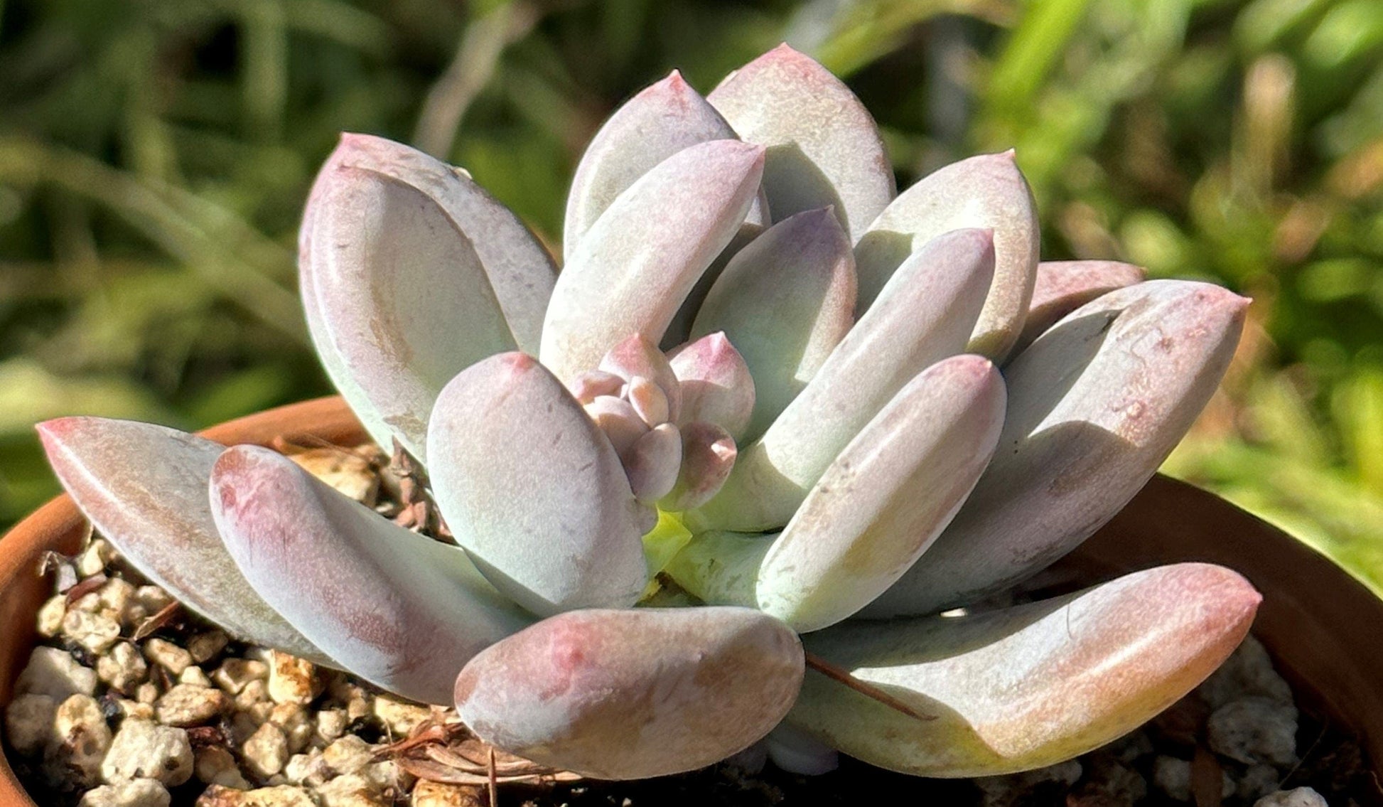 Pachyveria Powder Puff