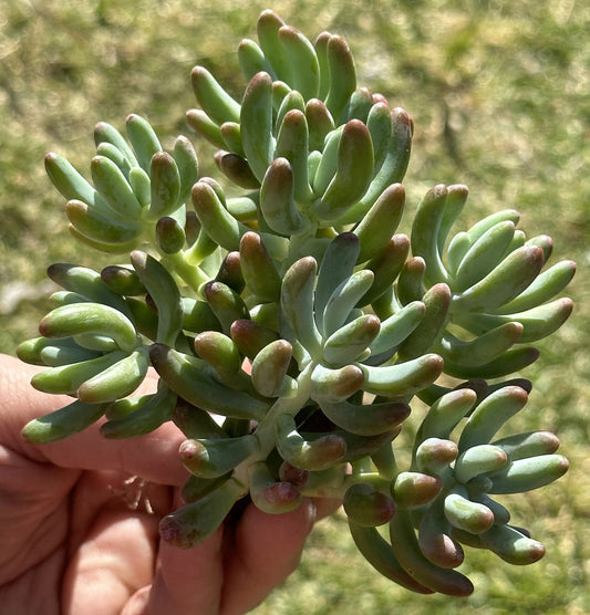 Sedum pachyphyllum 'Blue Jelly Bean'